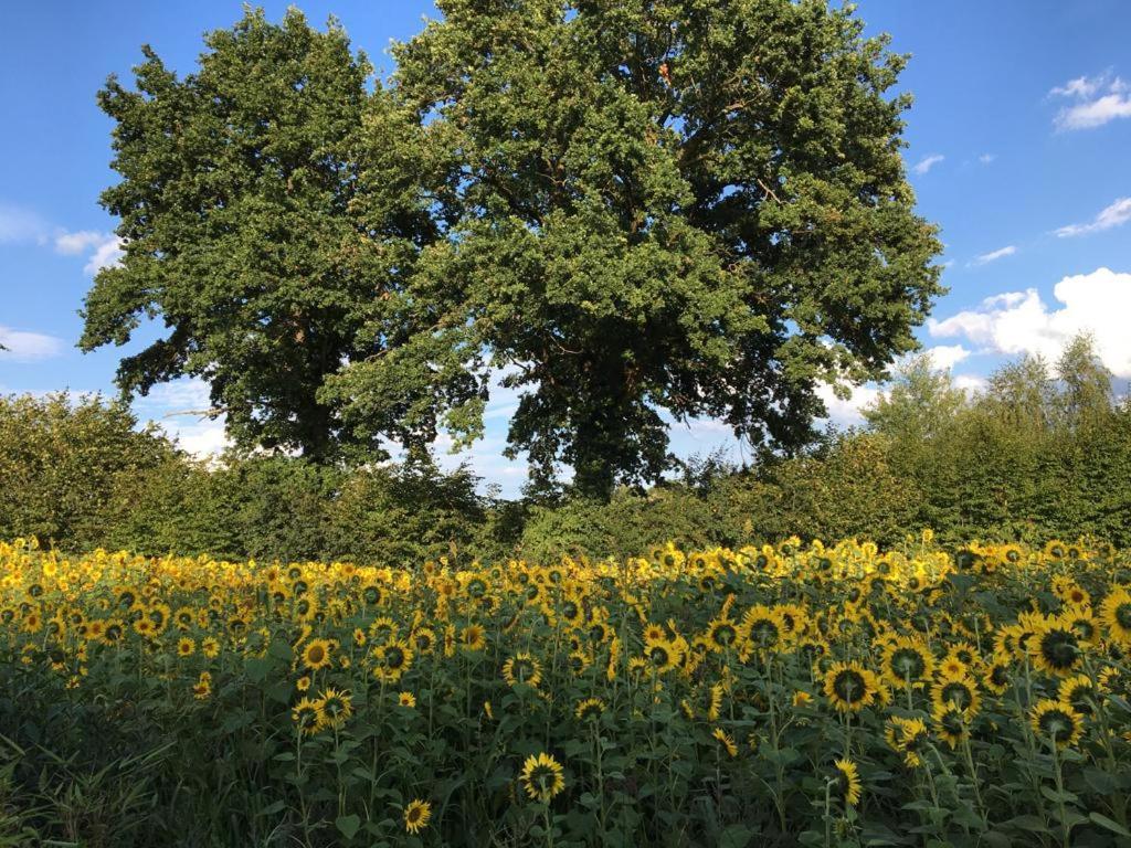 Bed & Breakfast Fuer Individualisten In Gemeinde Scharbeutz, Auch Allergiker Eksteriør billede